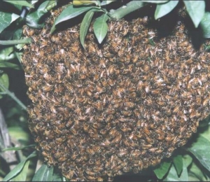 bees_01_1.jpg