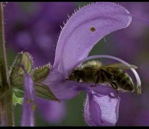 bees_polinate_02_1.jpg