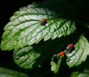 ladybug_1.jpg