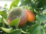 מחלות ומזיקים של עצי פרי בבוסתן