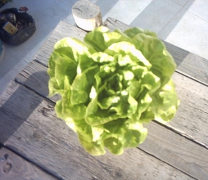 lettuce_003.jpg
