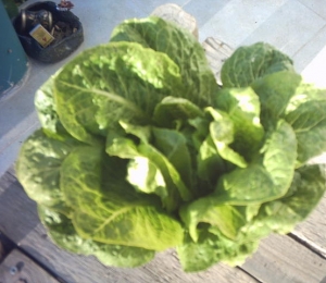 lettuce_008.jpg