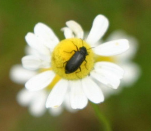 garden_01_05_04 045a_1.jpg