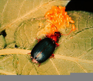 Ground_Beetle-Slide_1.jpg